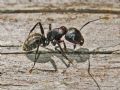 Camponotus vagus