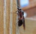 Camponotus ligniperda