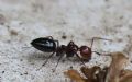 Camponotus lateralis