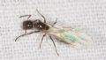 Camponotus truncatus