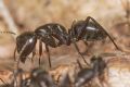 Camponotus vagus