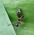 Camponotus truncatus