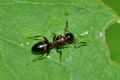 Camponotus truncatus