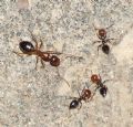 Crematogaster scutellaris