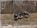 Camponotus vagus