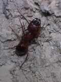 Camponotus nylanderi (cfr.)