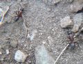 Camponotus ligniperda