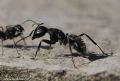 Camponotus vagus