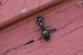 Camponotus herculeanus