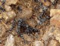 Aphaenogaster sp