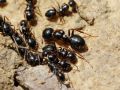 Camponotus piceus