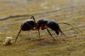Camponotus barbaricus