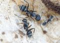 Camponotus micans