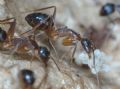 Camponotus barbaricus (cfr.)