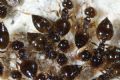 Crematogaster sordidula