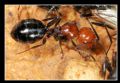 Camponotus sicheli