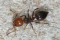 Crematogaster scutellaris