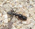 Camponotus vagus