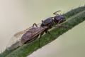 Camponotus universitatis