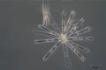 Asterionella sp.