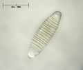 Diatoma vulgaris