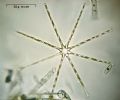 Asterionella formosa