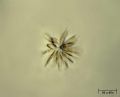 Synedra sp.