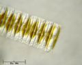 Fragilaria sp.