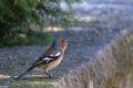 Fringilla coelebs