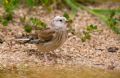 Carduelis cannabina