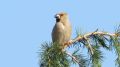 Coccothraustes coccothraustes