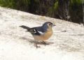 Fringilla coelebs canariensis