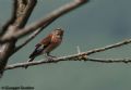 Carduelis cannabina