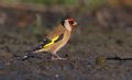 Carduelis carduelis