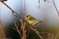 Carduelis spinus
