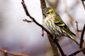Carduelis spinus