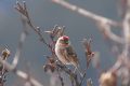 Carduelis flammea cabaret