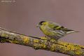 Carduelis spinus