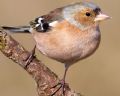 Fringilla coelebs