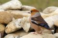 Coccothraustes coccothraustes