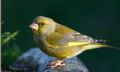 Carduelis chloris