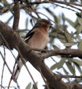 Fringilla coelebs