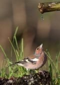 Fringilla coelebs