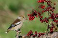 Coccothraustes coccothraustes