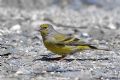 Carduelis citrinella