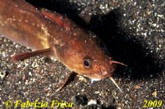 Lotidae