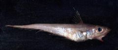 Macrouridae