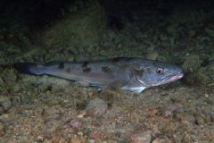 Merlucciidae