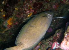 Phycidae