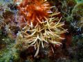 Tricleocarpa fragilis